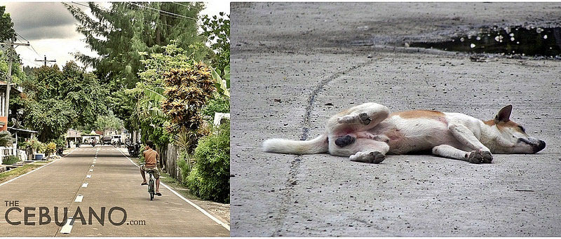 セブの道路と犬