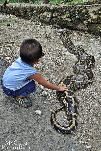 セブ動物園のヘビ